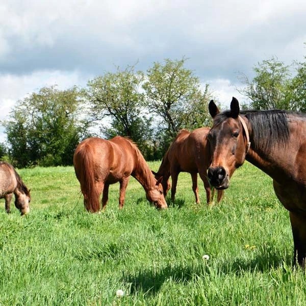 Pension pour chevaux à Lusigny, Allier